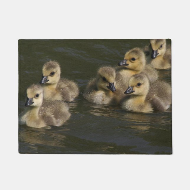 Baby Canada Geese Goslings Wildlife Animal Doormat (Front)