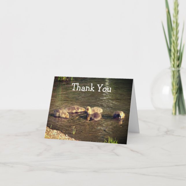 Baby Canada Geese Nature Thank You Card (Front)