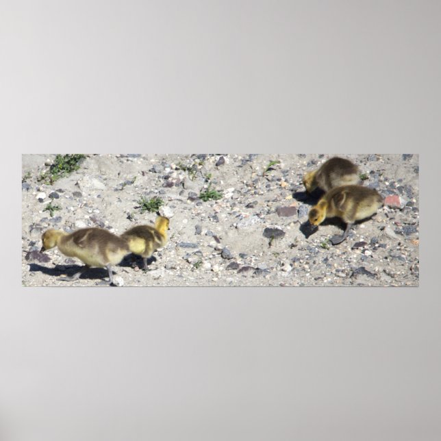 Baby Canada Geese Poster (Front)
