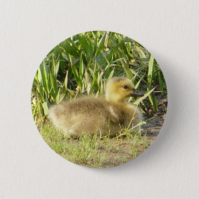 Baby Canada Goose Gosling Button (Front)