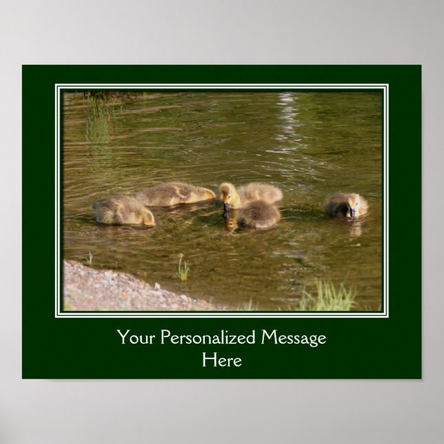 Baby Canada Goose Goslings Create Your Own Poster (Front)