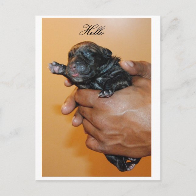 Baby Cane Corso II Postcard (Front)