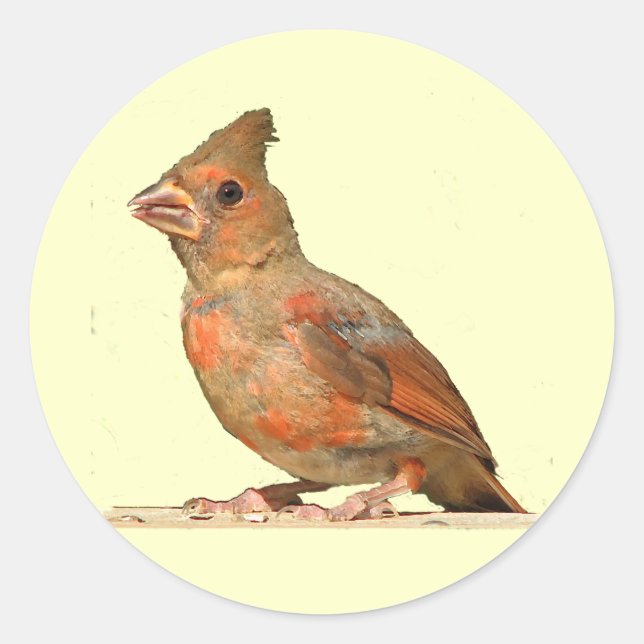 Baby Cardinal Classic Round Sticker (Front)