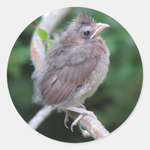 Baby Cardinal Sticker