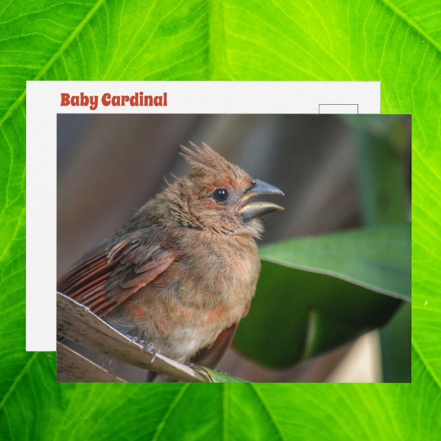 Baby Cardinal Wildlife Cure Photographic Postcard (Creator Uploaded)