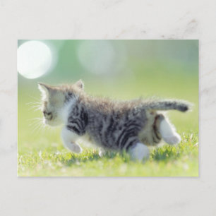 Baby cat running on grass field. postcard