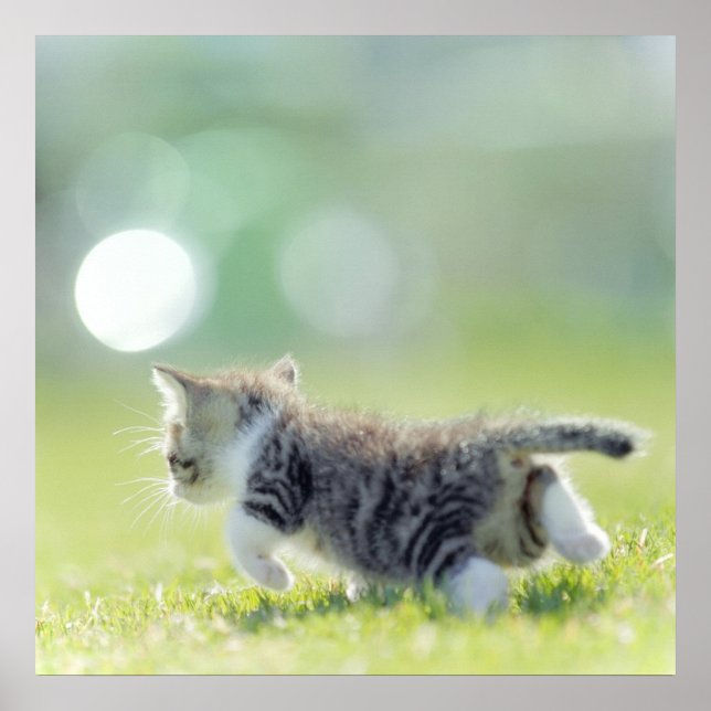 Baby cat running on grass field. poster (Front)