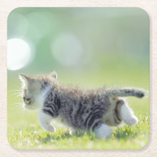 Baby cat running on grass field. square paper coaster