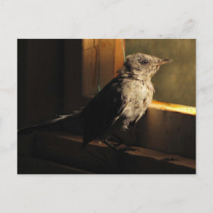Baby Catbird Postcard