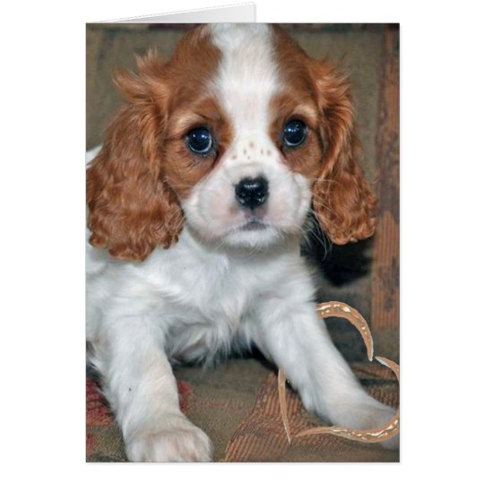 Baby Cavalier King Charles Card