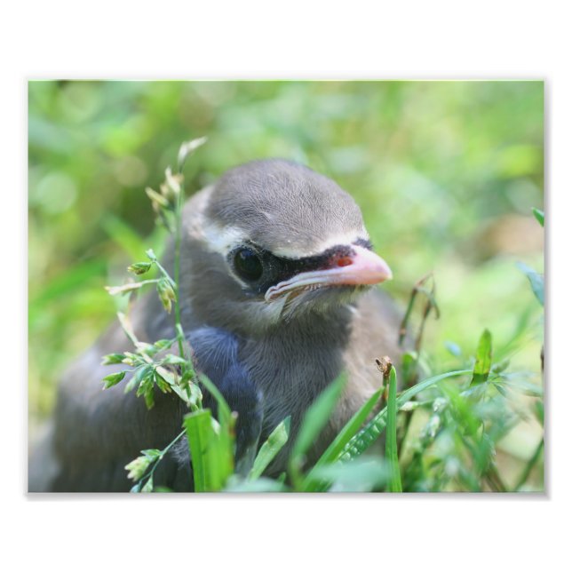 Baby Cedar Waxwing Bird 8x10 Nature  Photo Print (Front)