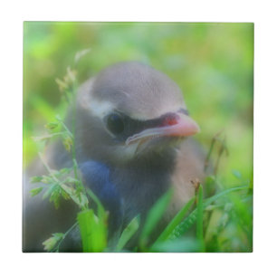 Baby Cedar Waxwing Bird Animal Tile