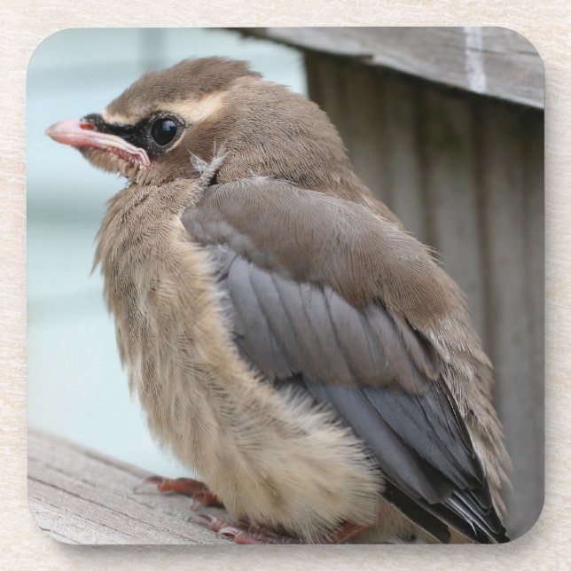 Baby Cedar Waxwing Bird Nature  Coaster (Front)