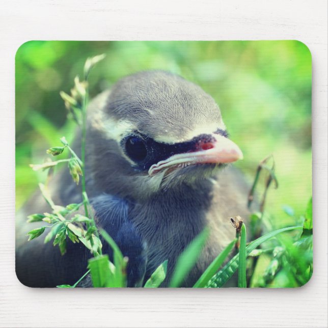 Baby Cedar Waxwing Bird Nature  Mouse Mat (Front)