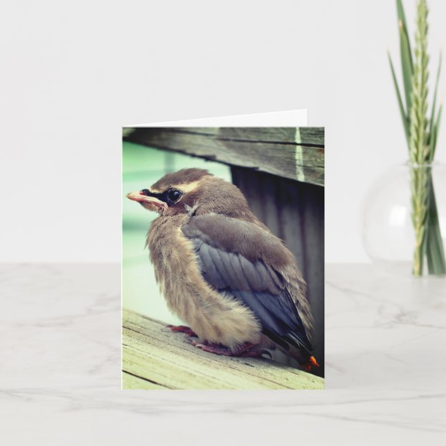 Baby Cedar Waxwing Bird Nature Note Card (Front)