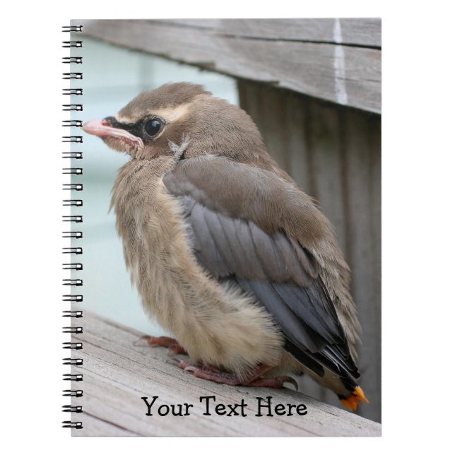 Baby Cedar Waxwing Bird Nature Notebook (Front)