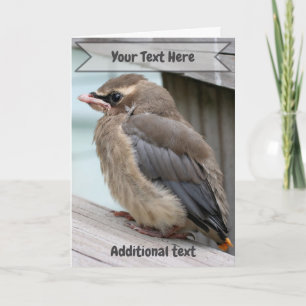 Baby Cedar Waxwing Bird Nature Photo  Card