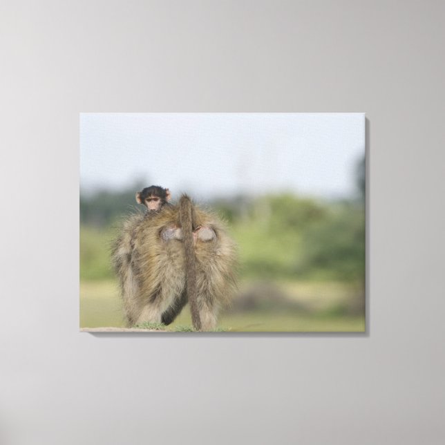 Baby Chacma Baboon (Papio ursinus) riding Canvas Print (Front)