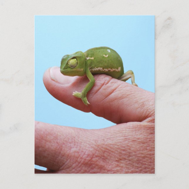 Baby chameleon perspective postcard (Front)
