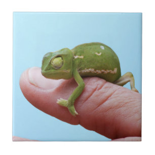 Baby chameleon perspective tile