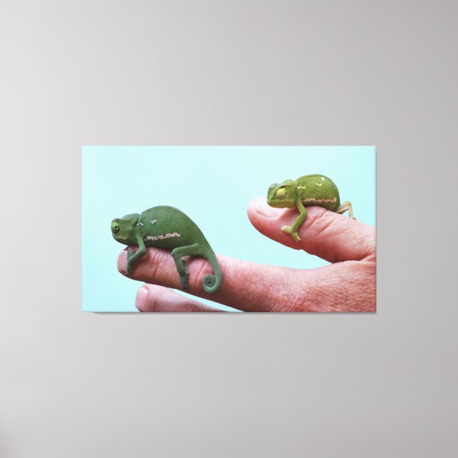 Baby chameleons perspective canvas print (Front)