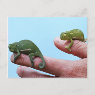 Baby chameleons perspective postcard