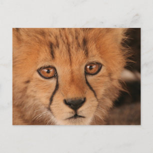 Baby Cheetah Postcard