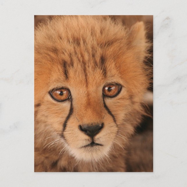 Baby Cheetah Postcard (Front)