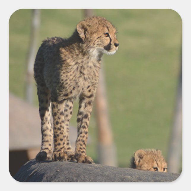 Baby Cheetahs Peeking on Rock Square Stickers (Front)