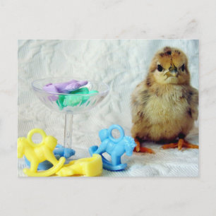 Baby Chick 2 Postcard