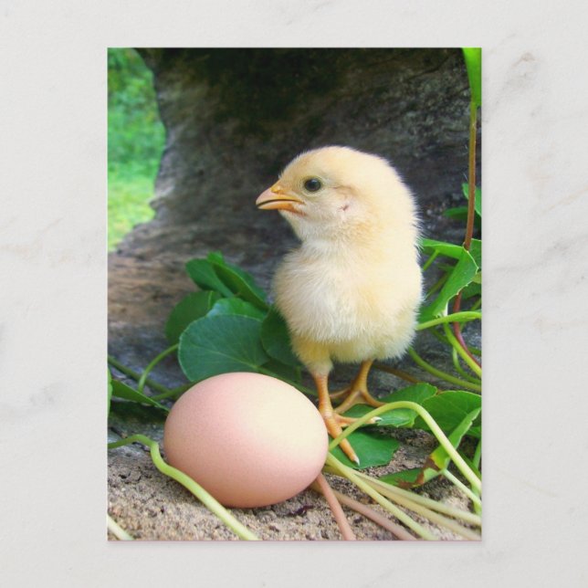 Baby Chick Chicken With Pink Egg Postcard (Front)