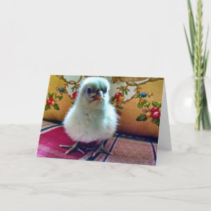 Baby Chick Greeting Card