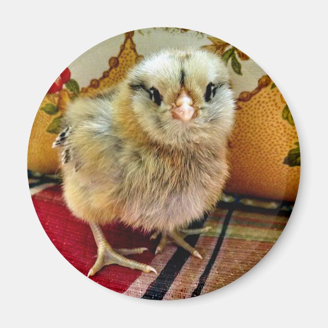 Baby Chick Magnet Farm Magnet (Front)