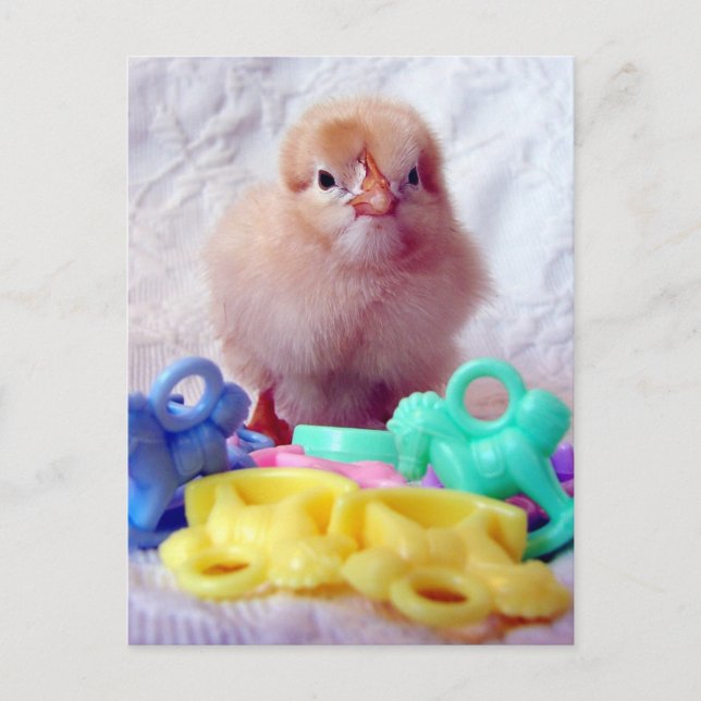Baby Chick, Perfect For Baby Shower Invitation Postcard (Front)