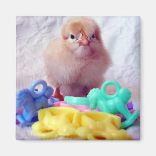 Baby Chick, Perfect For Baby Shower Magnet