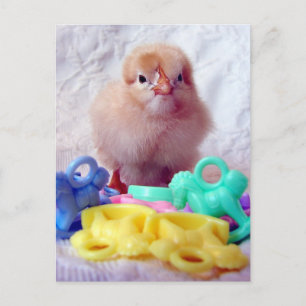 Baby Chick Postcard
