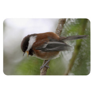 Baby Chickadee Photo Magnet