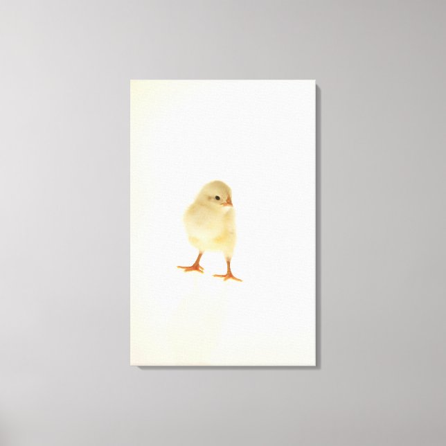 Baby chicken canvas print (Front)
