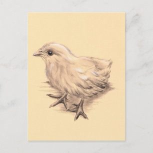 Baby Chicken Drawing Postcard