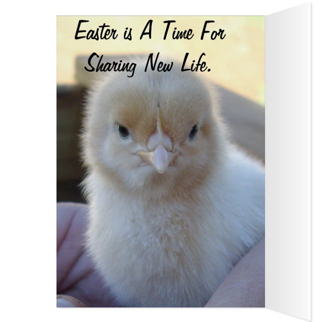 Baby_Chicken_Easter_Card. (Inside (Left))