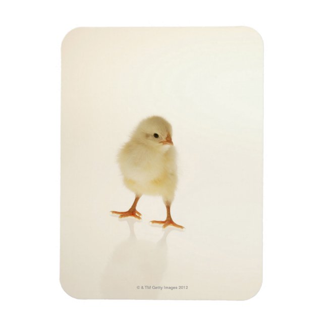 Baby chicken magnet (Vertical)