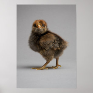 Baby Chicken Poster