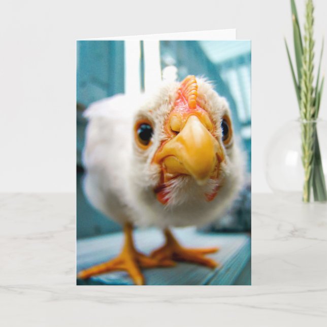 Baby Chicken, Rooster, Farm Animal, Greeting Card (Front)
