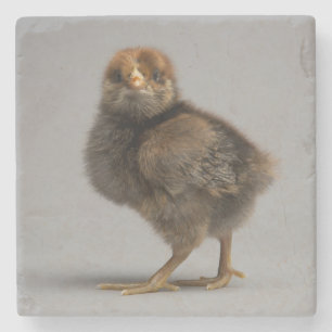 Baby Chicken Stone Coaster