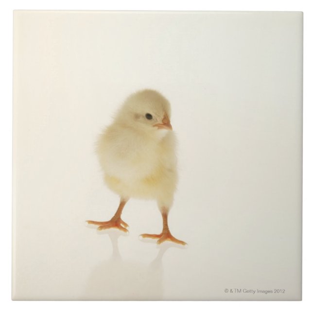Baby chicken tile (Front)