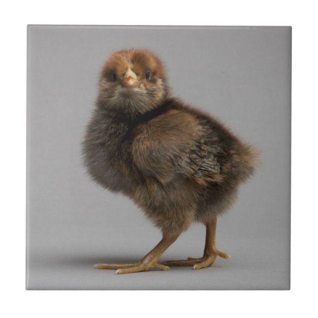 Baby Chicken Tile (Front)