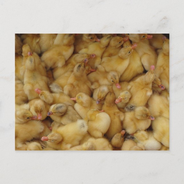 Baby Chickens for sale Postcard (Front)