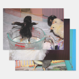 Baby chickens wrapping paper sheet