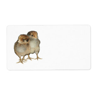 Baby chicks araucana chickens ornithology birds
