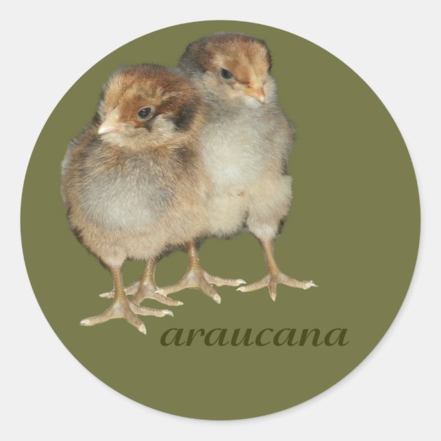 Baby chicks araucana chickens ornithology birds classic round sticker (Front)